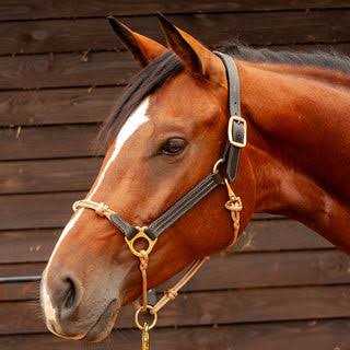 Classic Leather Hybrid Halter Yes - Sports Supplies Online Store