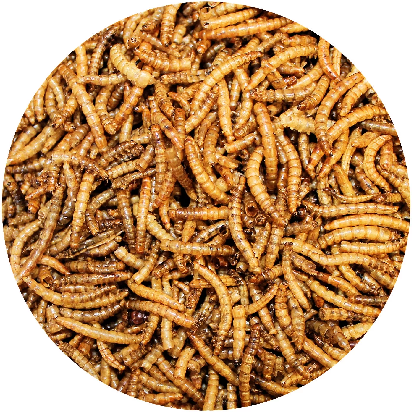 Exotic Nutrition Dried Mealworms 22 lb.