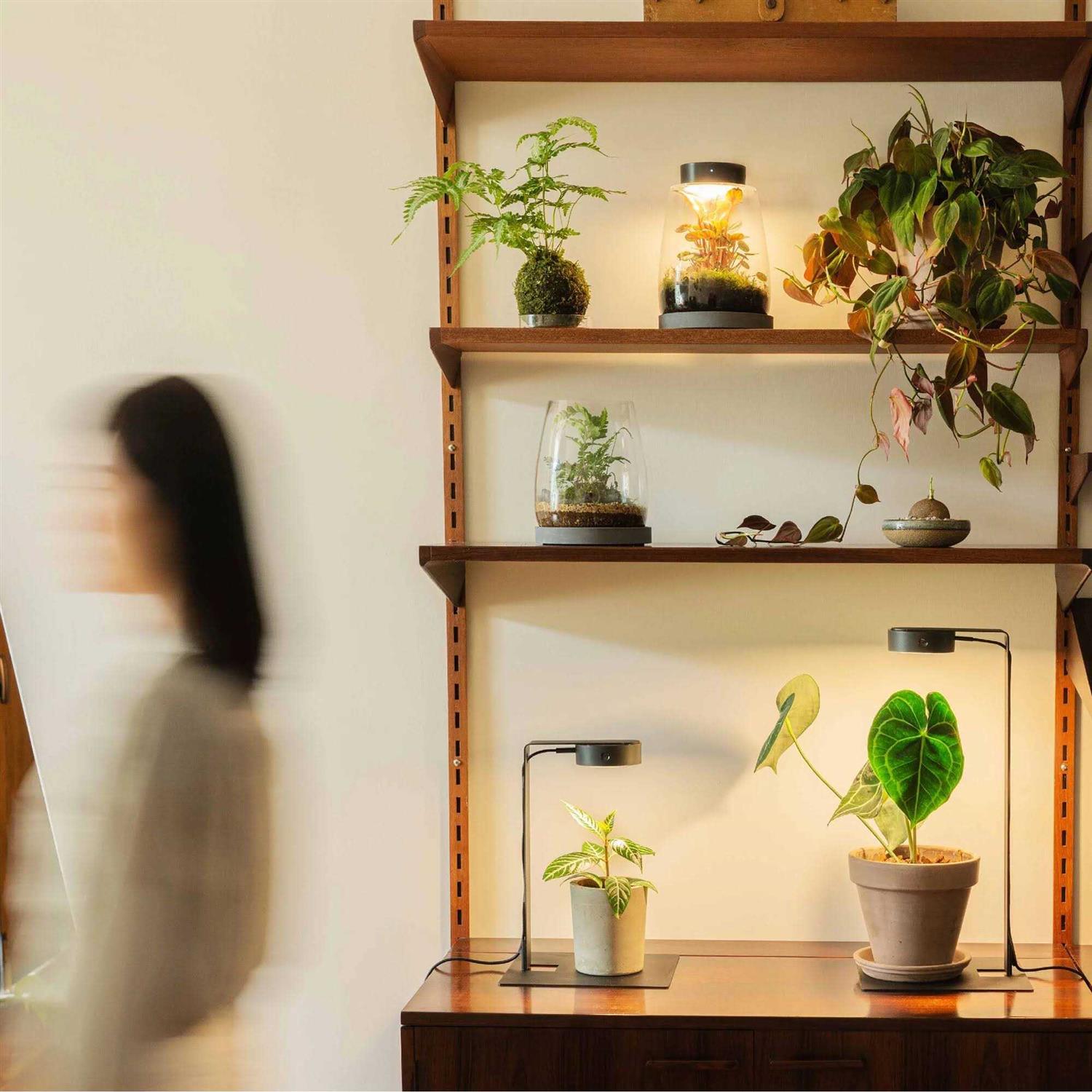 ONF Mist O Shelf Magnetic Light Colorfull LED for Indoor Plant Growth-Promoting - Pet Supplies online store