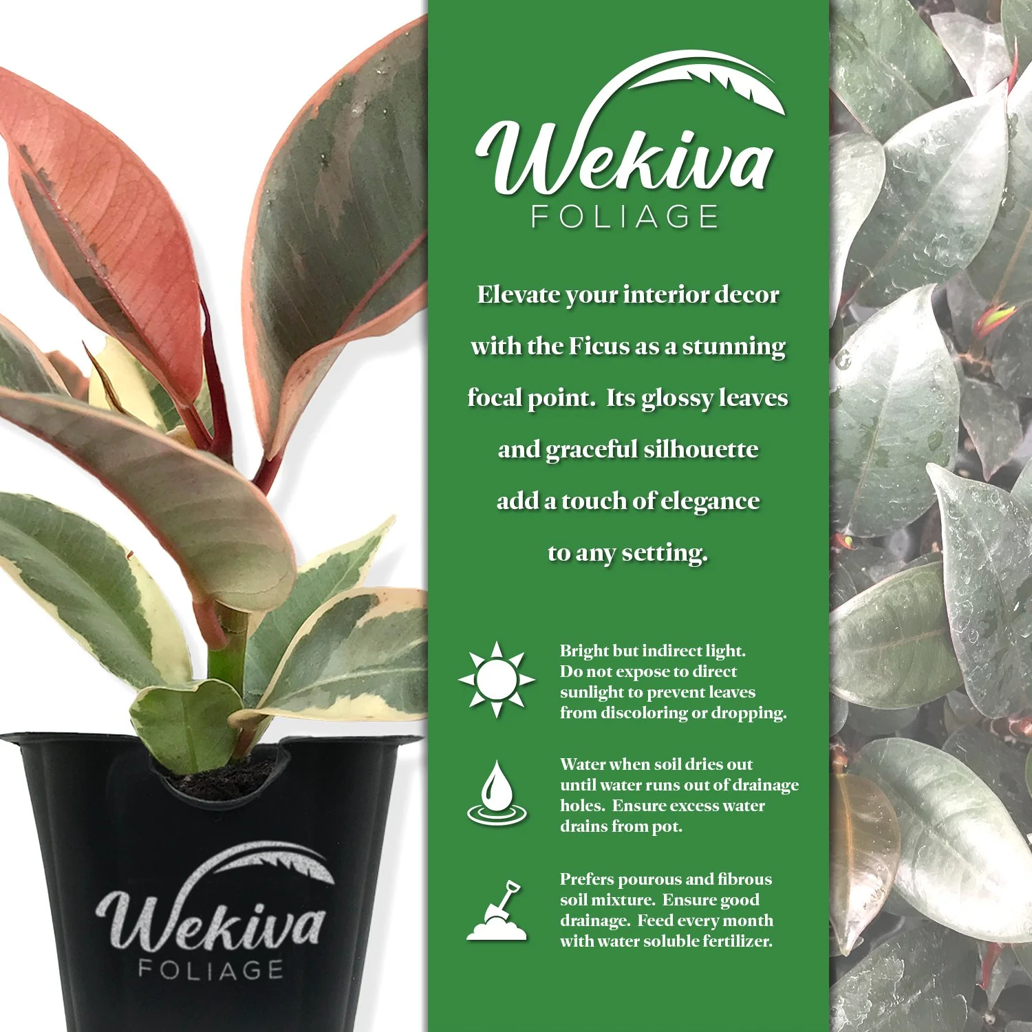 Ficus Tineke Tree - 4 Live Starter Plants in 2 Inch Pots - Ficus Elastica Tineke - Stunning Easy Care Interior Houseplant - Curated Treasures Market