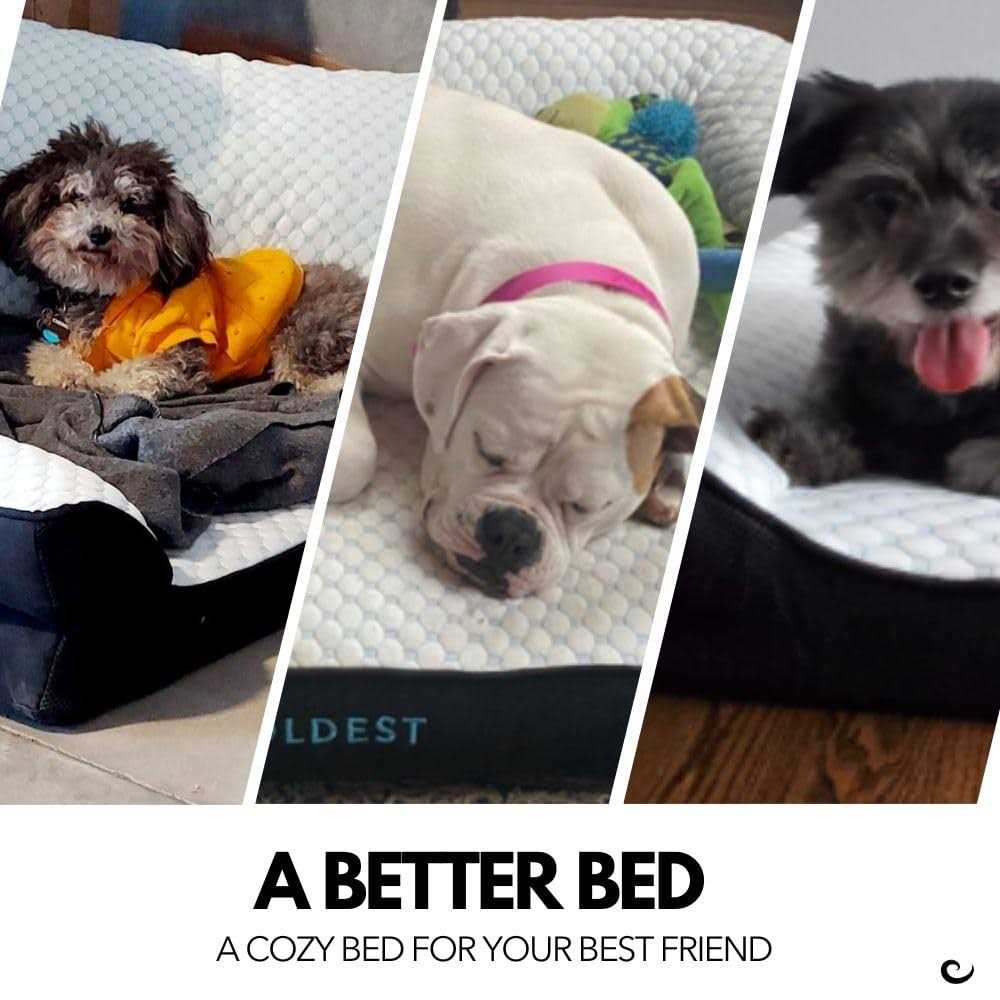 Coldest Cozy Dog Bed Cooling Medium Dog Beds - Pet Supplies online store