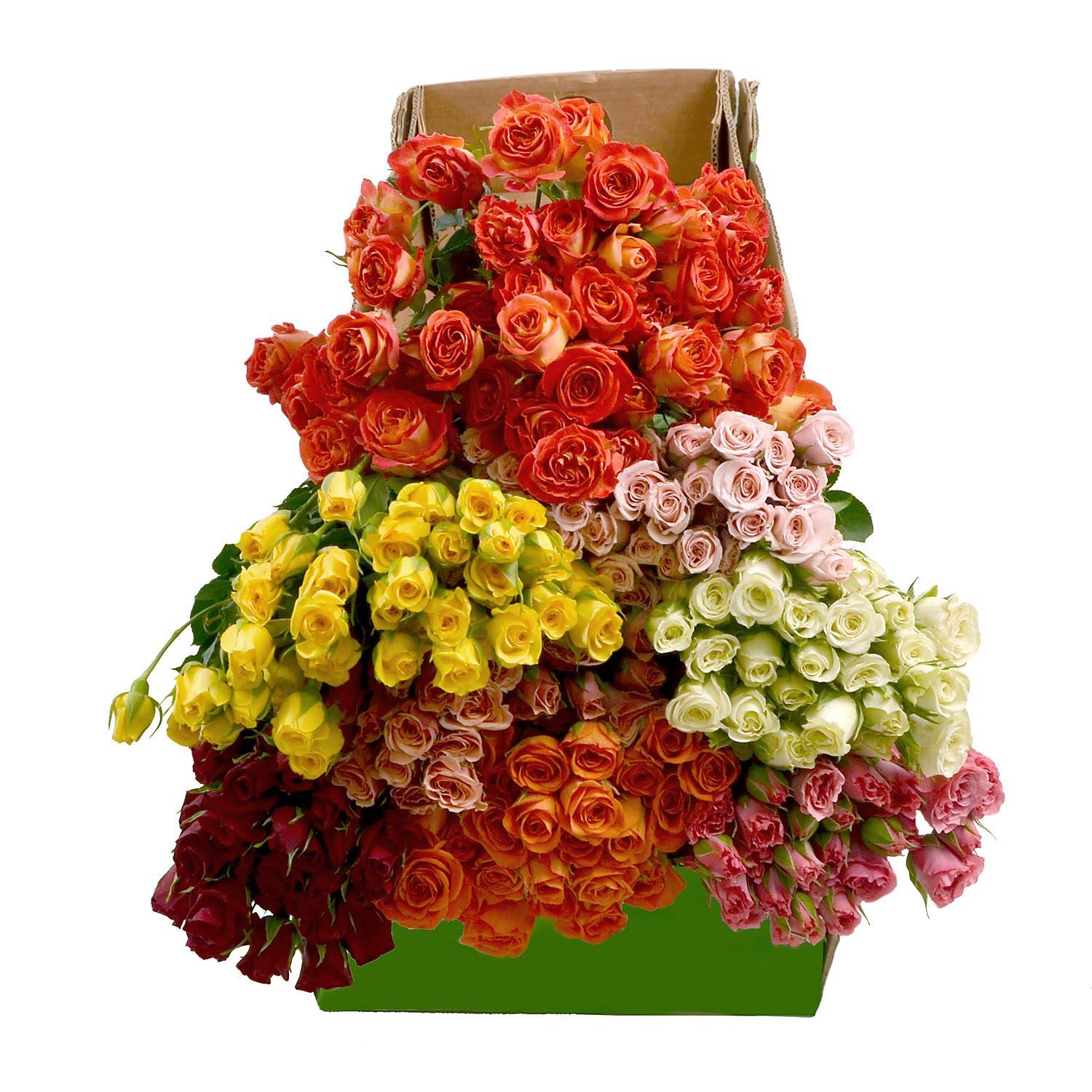 Spray Roses (80 Stems)