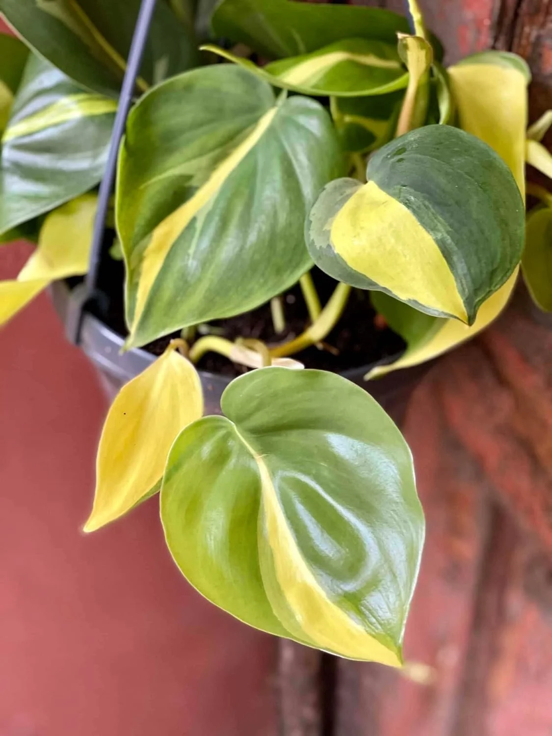 Brasil Philodendron - Live Plant in a 4 Inch Pot - Philodendron Erubescens - Extremely Rare and Beautiful Indoor Houseplant