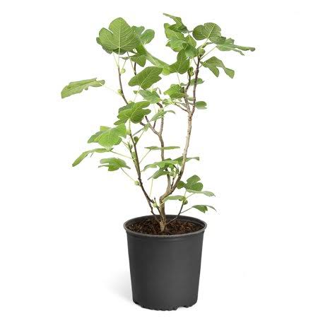 Chicago Hardy Fig Tree, Size: 2 Gal