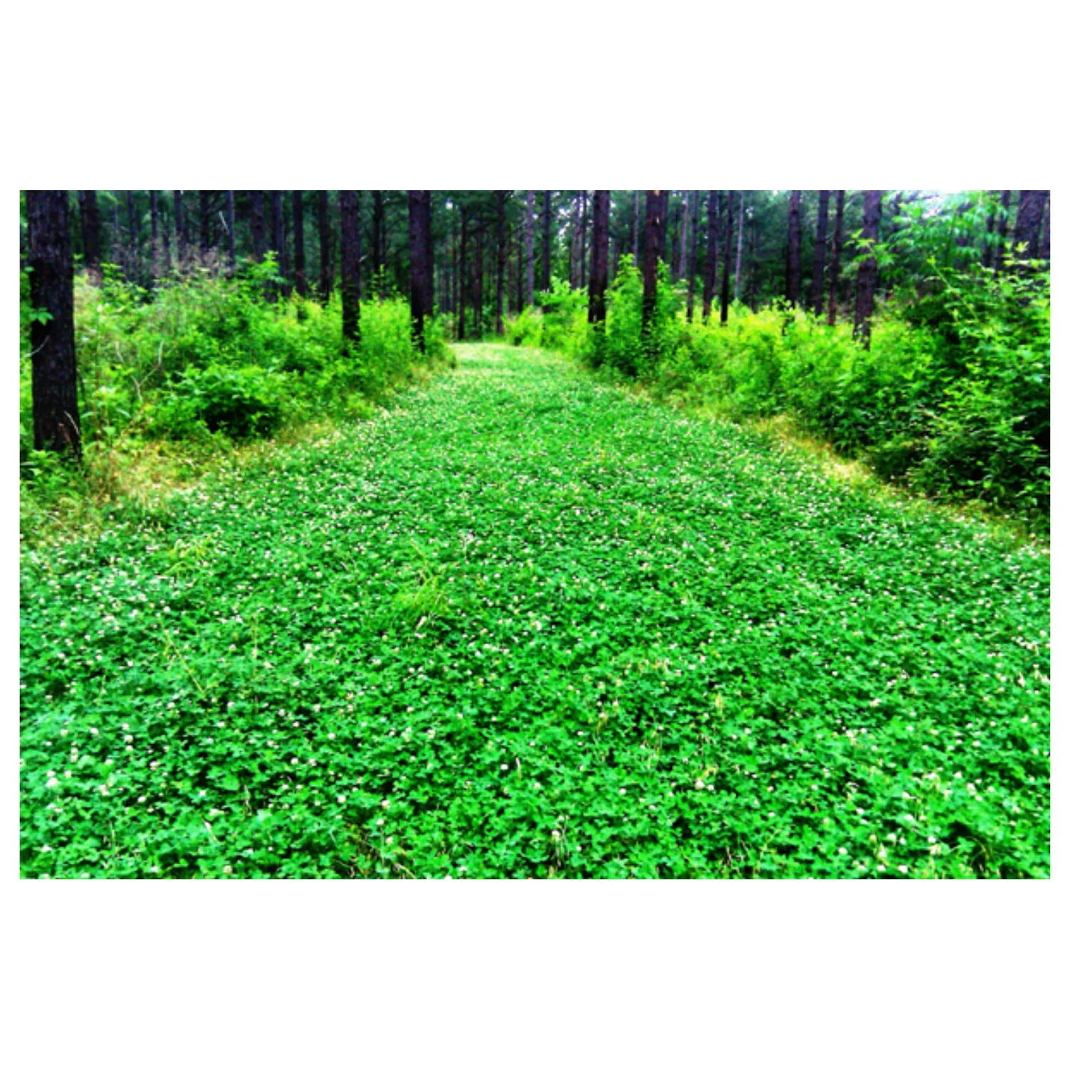 Pennington Durana Perennial White Clover Grass Seed,  25lb