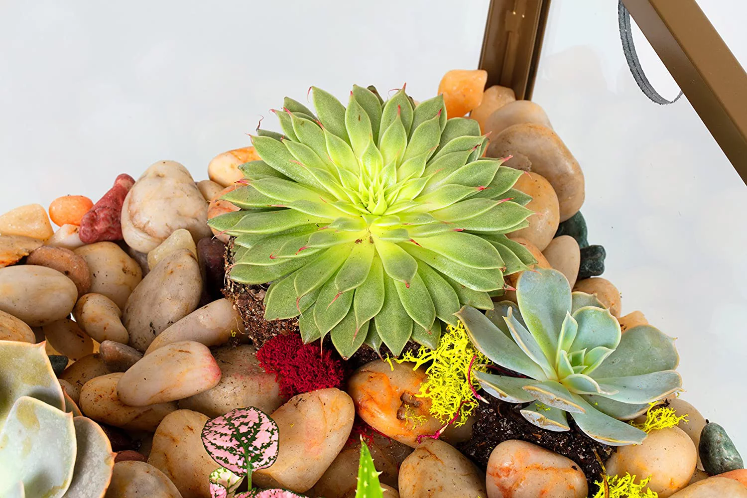 D'Eco Square Terrarium Glass End Table, 18x18x27