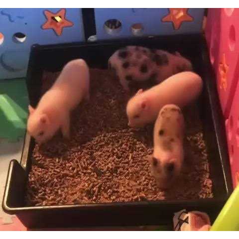 Piggy Poo and Crew Extra Large Litter Box - Pet Supplies online store