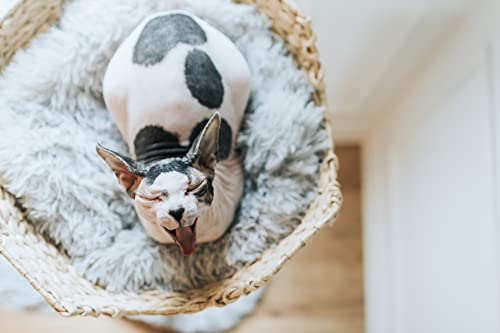 Wooden Cat Climbing Tree Tower, Modern Single Branch Cat Condo, Wood, Cat Lover Furniture Gift by MAU LIFESTYLE (Alpine White)