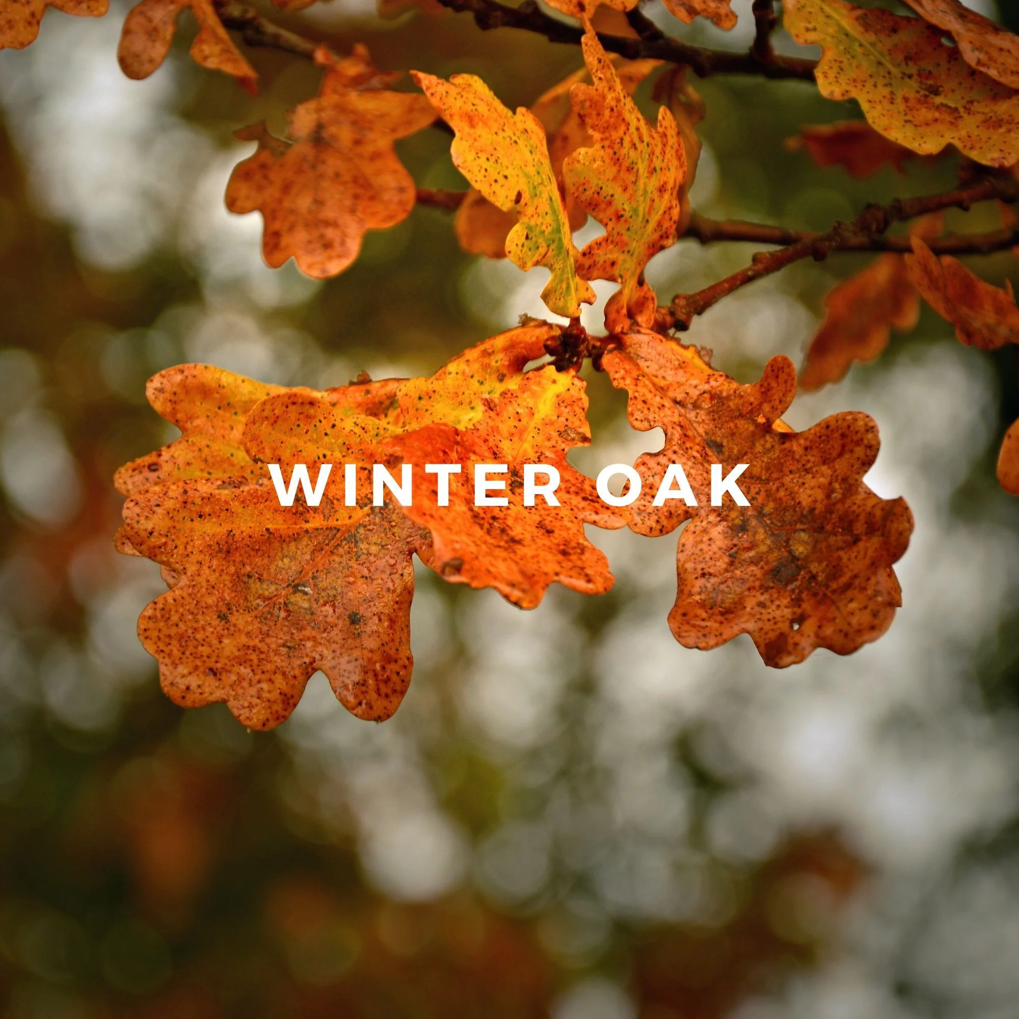 WINTER OAK Perfume, Eau de Parfum Spray 3.4 oz Luxury Size