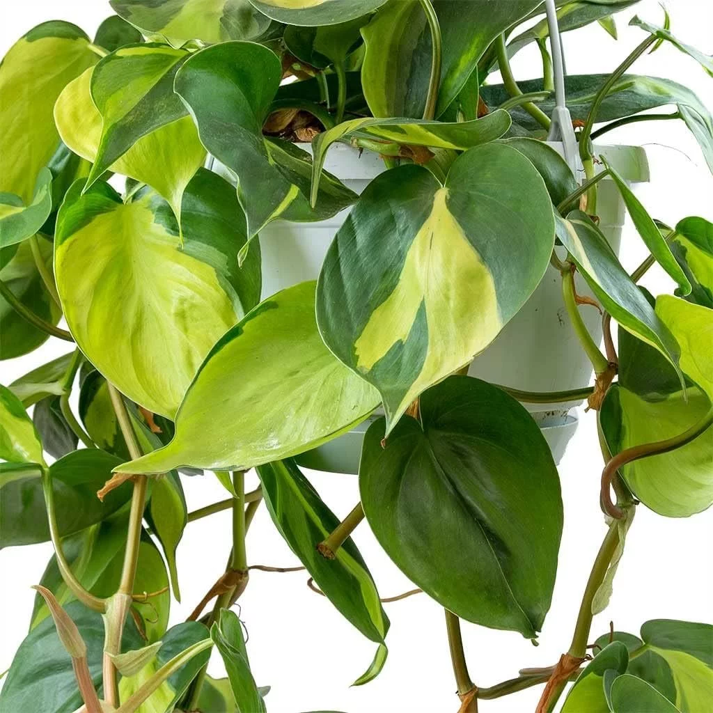 Brasil Philodendron - Live Plant in a 4 Inch Pot - Philodendron Erubescens - Extremely Rare and Beautiful Indoor Houseplant