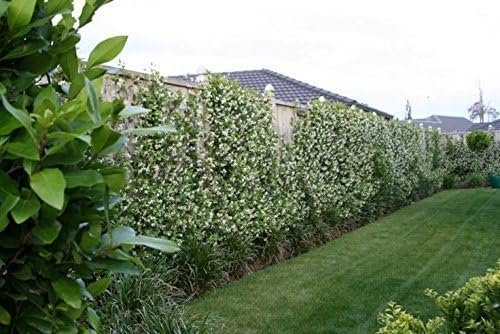 Jasmine Confederate - 15 Live Plants - Fragrant Easy to Grow Vine Showy Blooms
