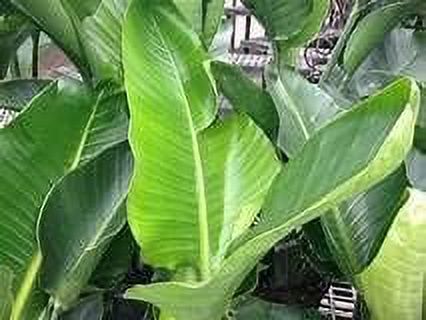 Giant White Bird of Paradise - Live Plant in a 3 Gallon Pot - Strelitzia Nicolai - Stunning Tropical Evergreen Plant