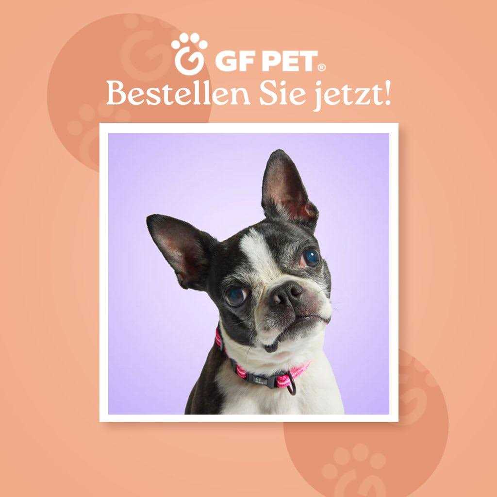 GF Pet Acrylic Double Feeder - Pet Supplies online store