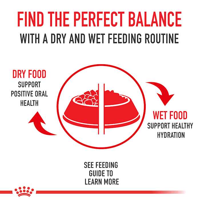 Royal Canin Feline Breed Nutrition Maine Coon Dry Cat Food - Pet Supplies online store