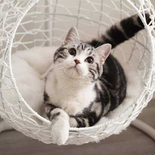 Sam's Pets Nala Hanging Egg Cat Condo - Pet Supplies online store