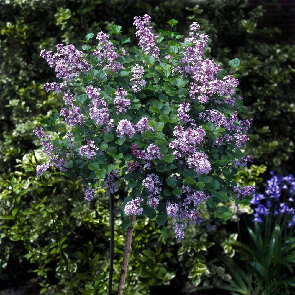 Brighter Blooms - Dwarf Korean Lilac Tree, 5-6 ft. - No Shipping To AZ - Radiant Selections