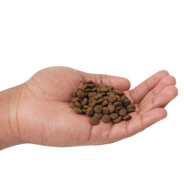 Farmina N&amp;D Ancestral Grain Lamb &amp; Blueberry Adult Dry Cat Food - Pet Supplies online store