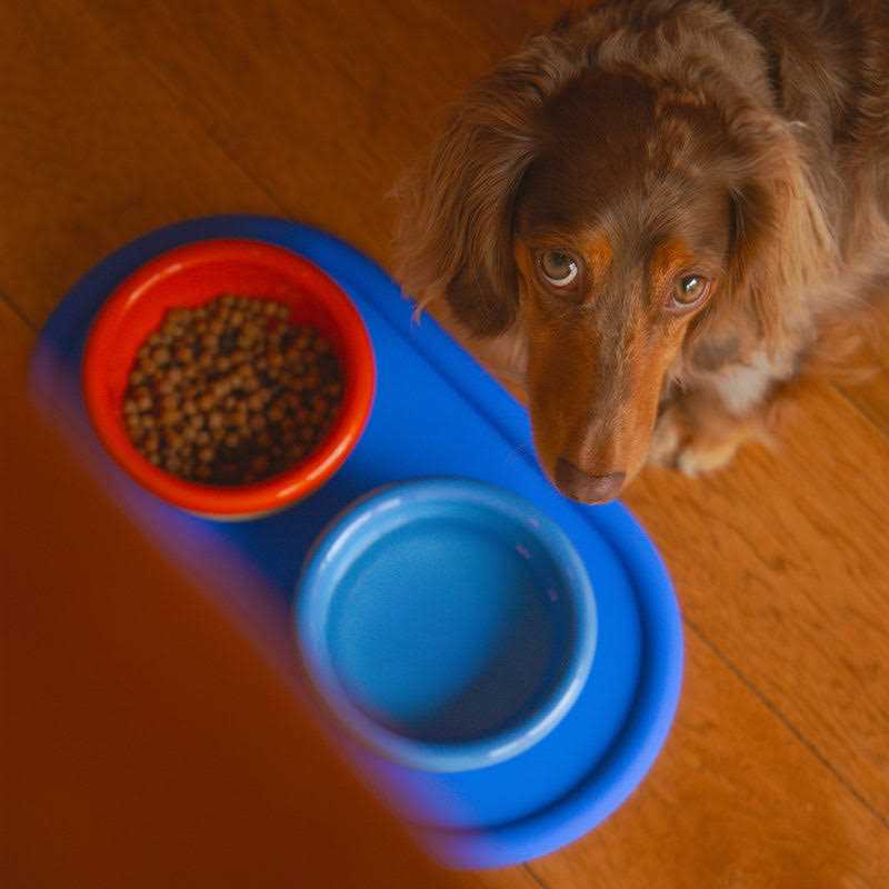 Areaware Every Pet Eats Set - Pet Supplies online store