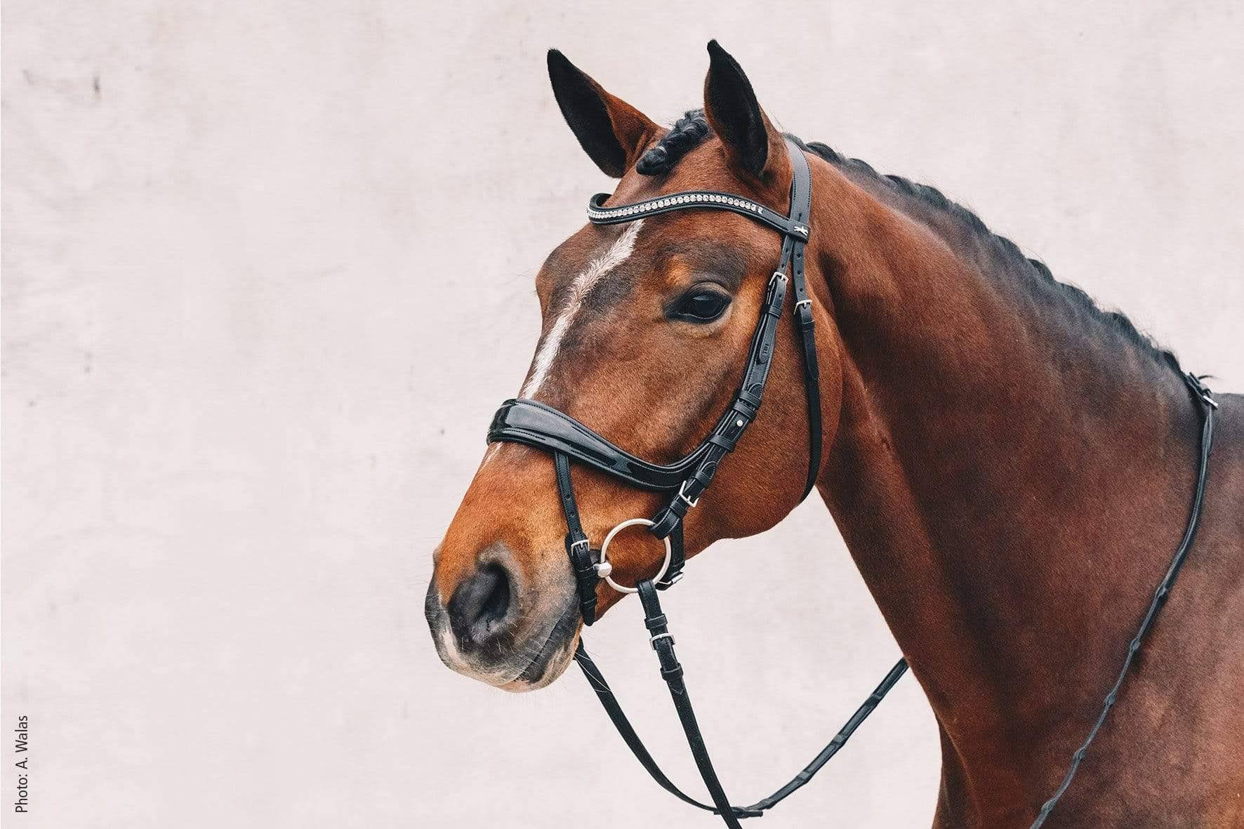 Schockemohle Equitus Beta Anatomical Bridle