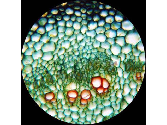 Amscope - 2000X LED Lab Trinocular Compound Microscope W 3D Mechanical Stage + 5MP Camera