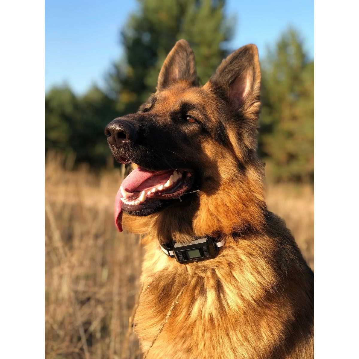 Pawious GPS Dog Fence Wireless Dog Fence, Range 33-1000 Yards - Pet Supplies online store