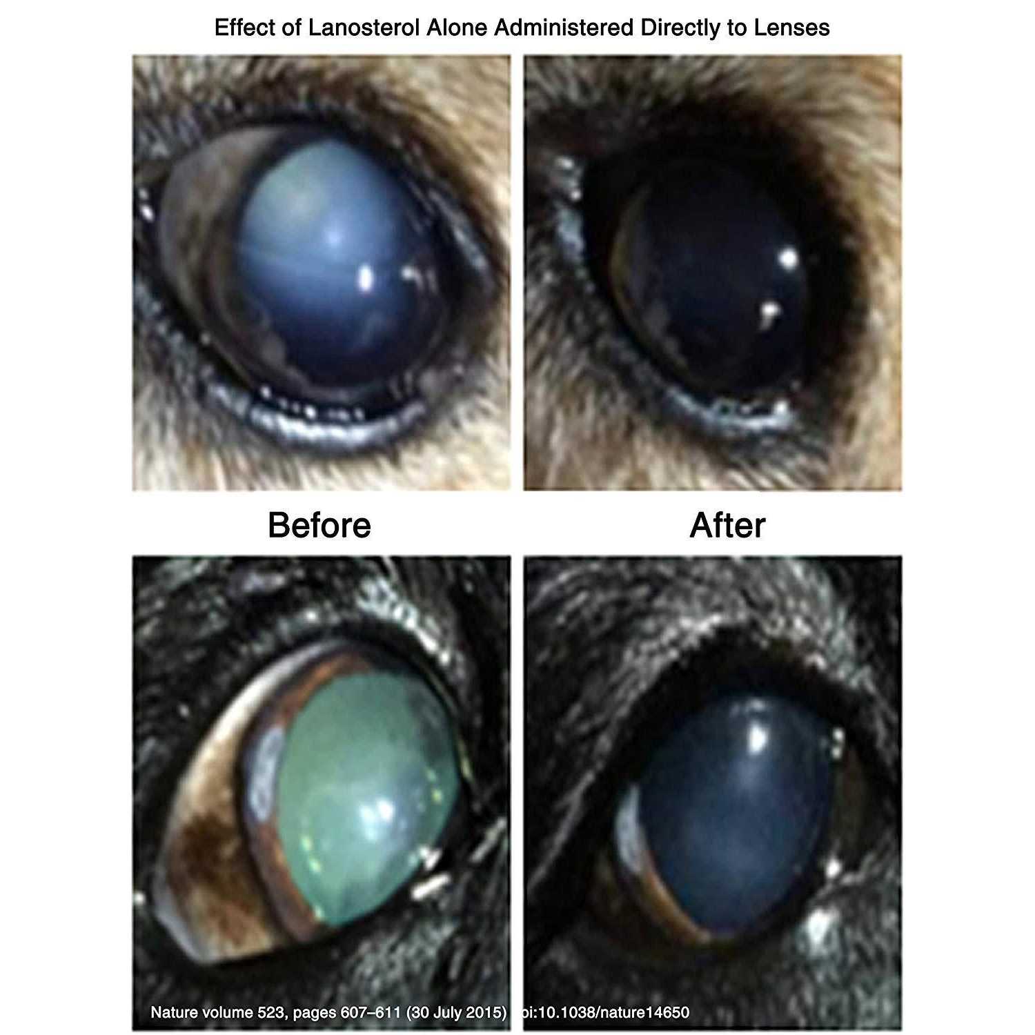 LumenPro Pet Cataracts Eye Drops - Pet Supplies online store
