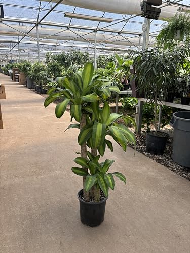 Simply Trees Dracaena Mass Cane 'Corn Plant' - Air Purifying, Low Light Indoor Houseplant - Great for Living Room Decor, Office Decor