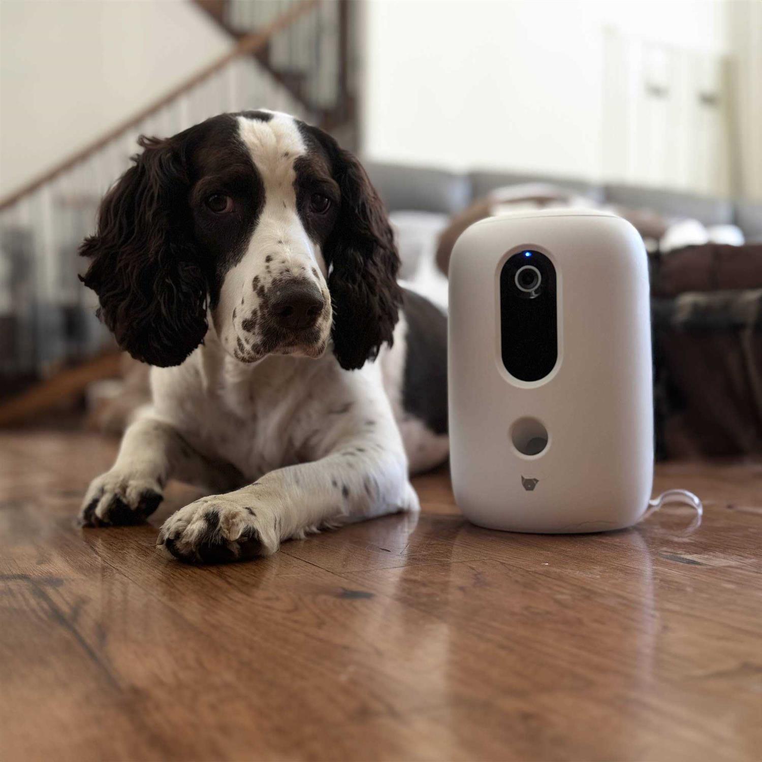 Instachew Purechew Snack Treat Dispenser Smart App Enabled - Pet Supplies online store