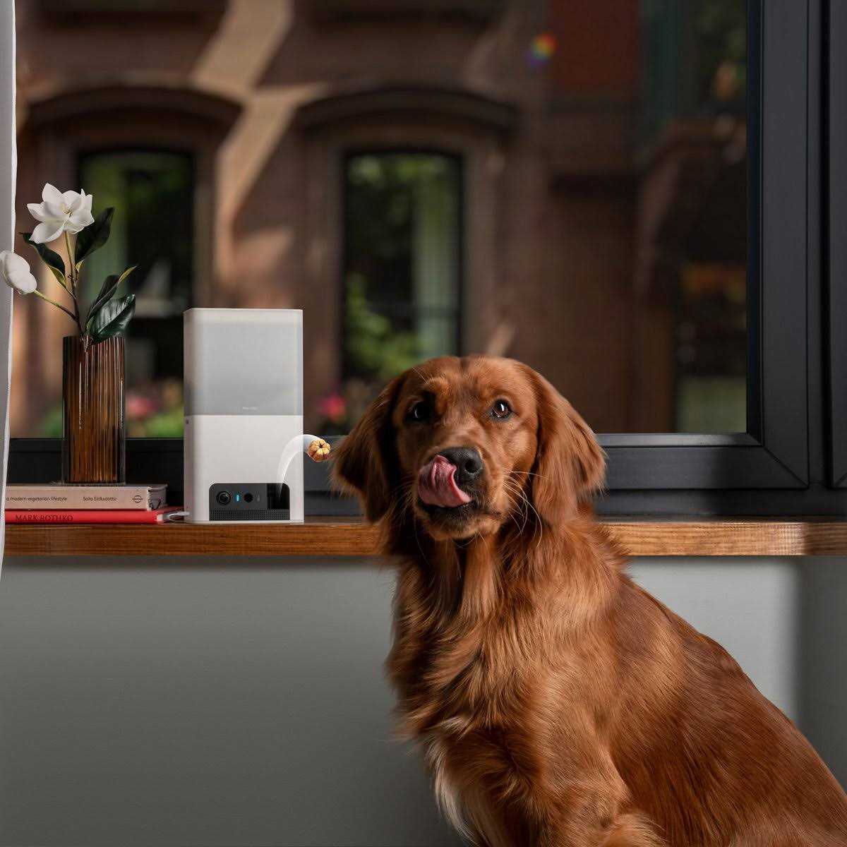 Petcube Bites 2 Lite Interactive WiFi Pet Monitoring Camera with Phone App and Treat Dispenser - Pet Supplies online store