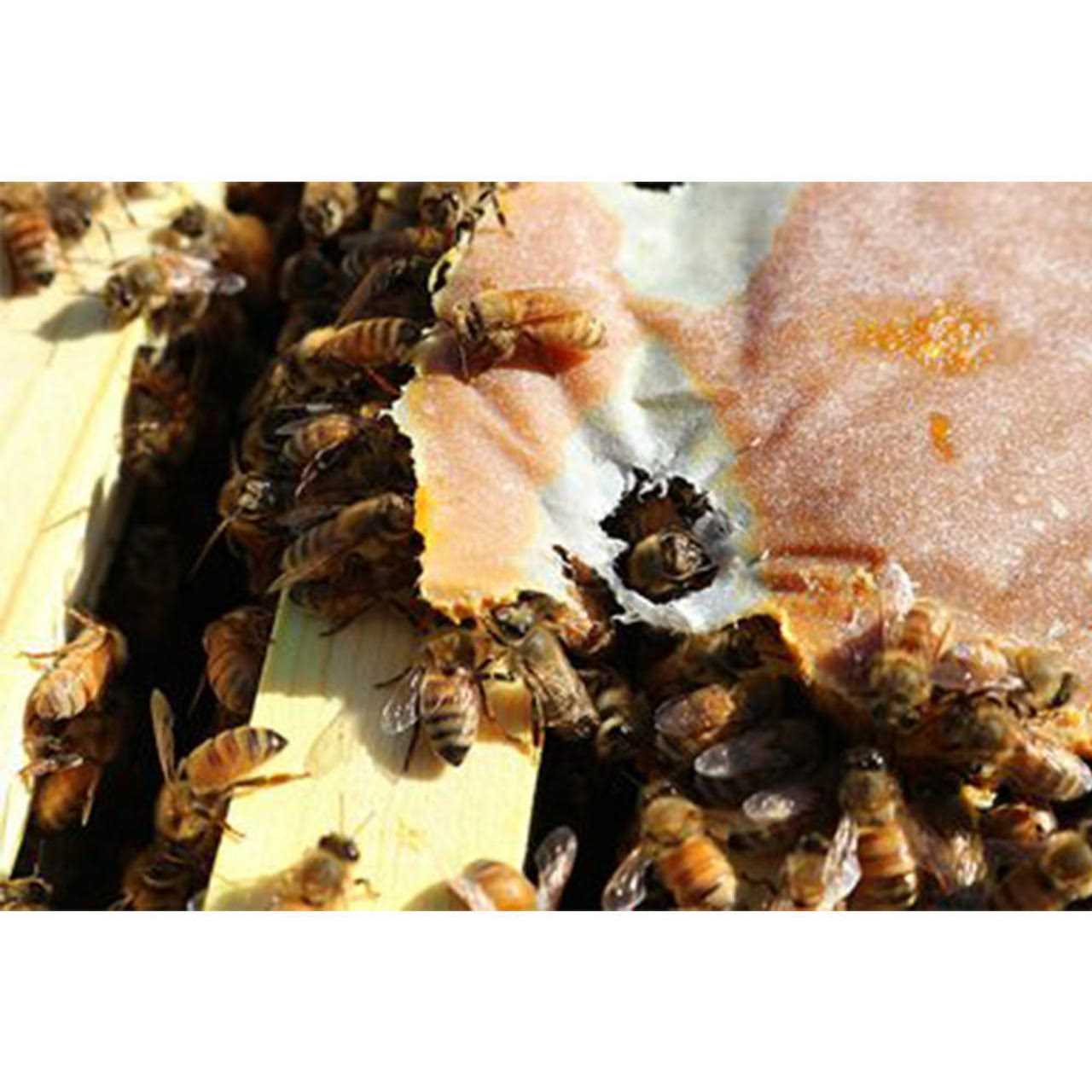 Mann Lake FD374 Ultra Bee Patties - Pet Supplies online store