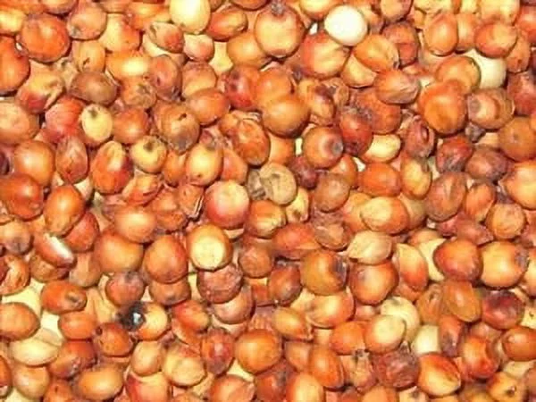 Milo Grain Sorghum Seed - 50 Lbs. - Curated Treasures Market