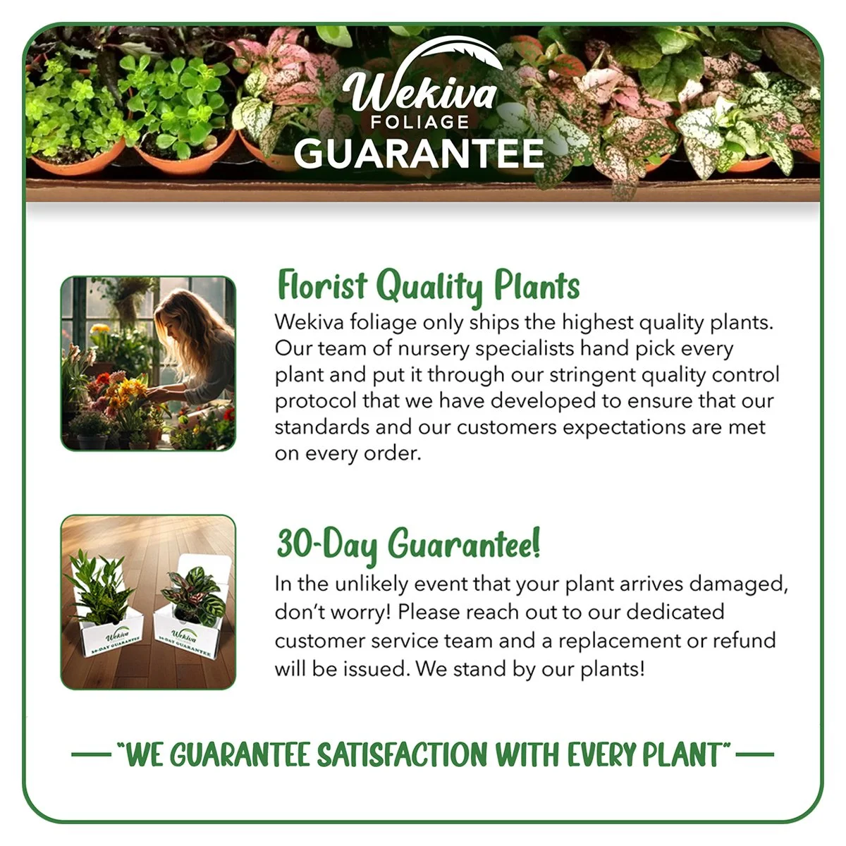 Ficus Tineke Tree - 4 Live Starter Plants in 2 Inch Pots - Ficus Elastica Tineke - Stunning Easy Care Interior Houseplant - Curated Treasures Market