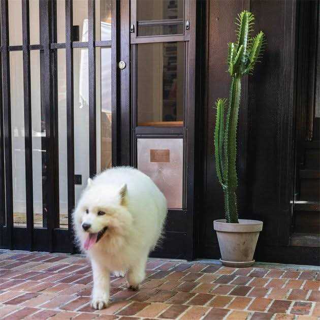 Hakuna Pets Large Black Patio Pet Door Suitable for Sliding Doors - Pet Supplies online store