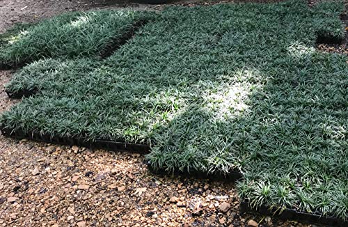 Dwarf Mondo Grass - 54 Live Plants - Shade Loving Evergreen Ground Cover