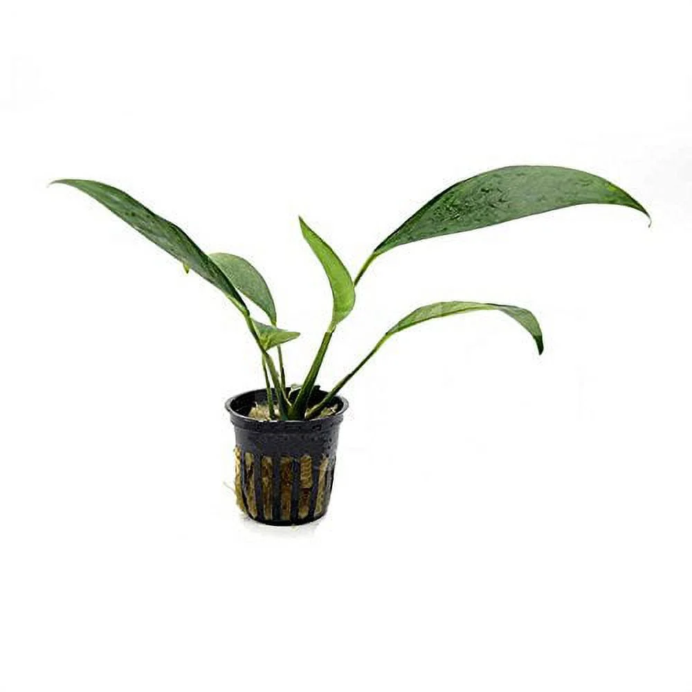 5 Potted Live Aquarium Plants Bundle - Anubias, Amazon Sword, Kleiner Bar, Narrow Leaf