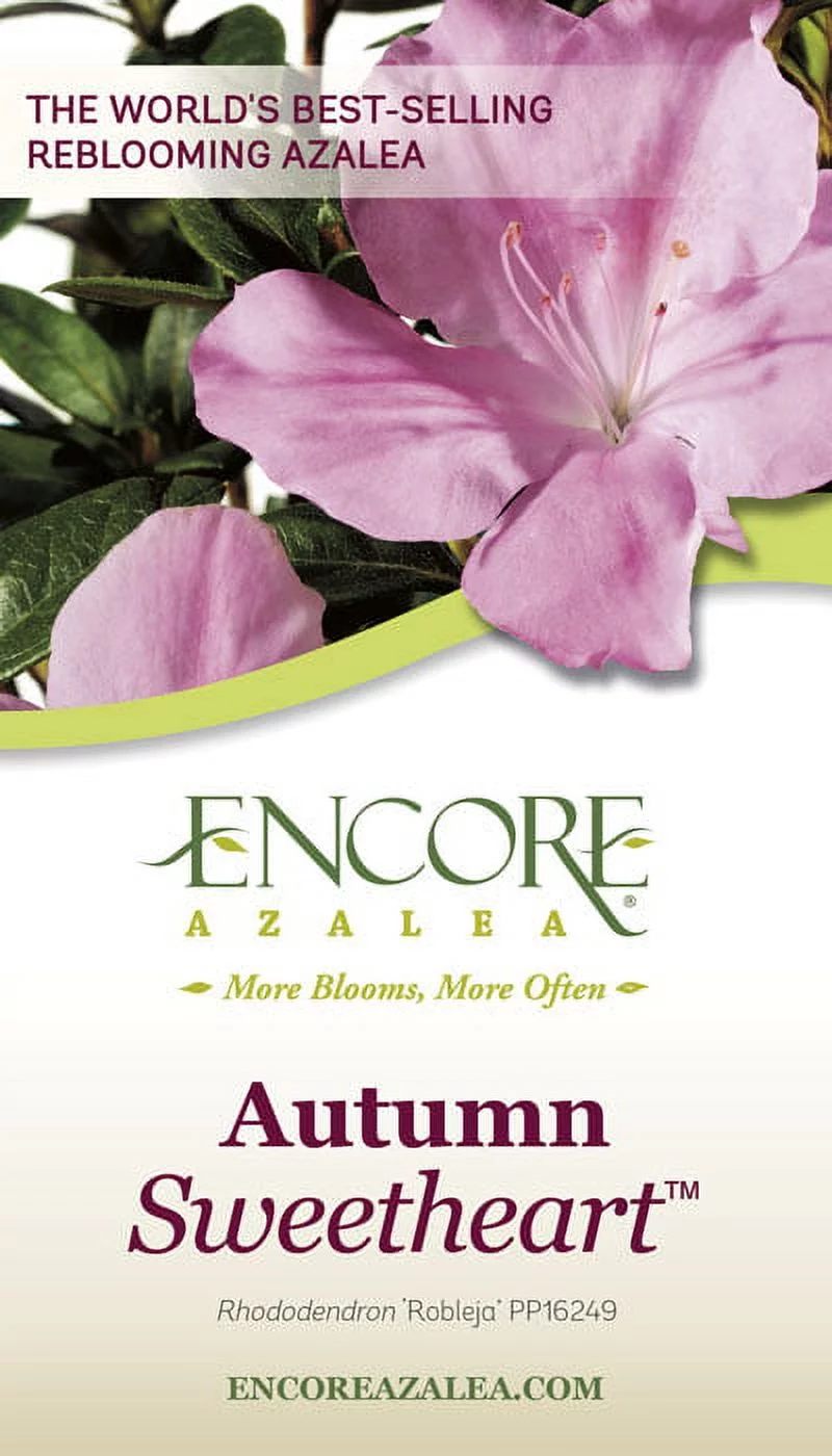 Encore Azalea Autumn Sweetheart (3 Gallon) Pink and White Flowering Shrub - Full Sun Live Outdoor Plant - Curated Treasures Market