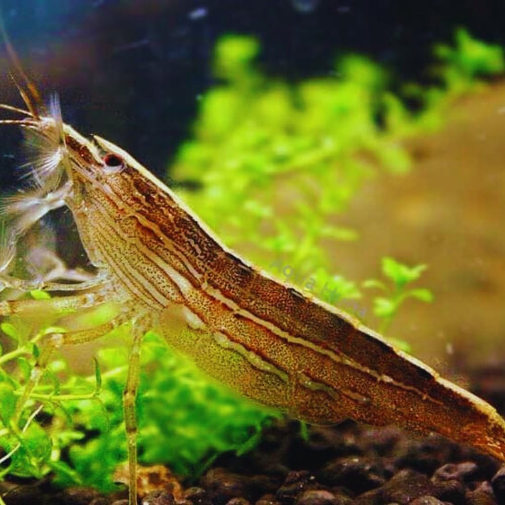Bamboo Shrimp (3 live Shrimp pack) - Singapore Shrimp live freshwater Aquarium Shrimp