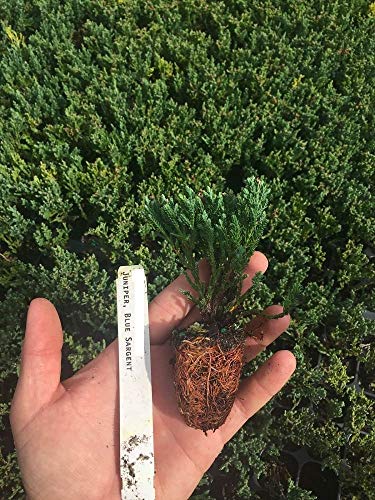 Blue Sargent Juniper - 30 Live Ground Cover Plants - Drought Tolerant Evergreen