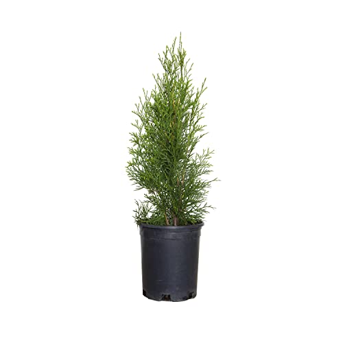 Emerald Green Arborvitae (2.5 Quart) Evergreen Shrub/Tree with Green Foliage - Full Sun to Part Shade Live Outdoor Plant