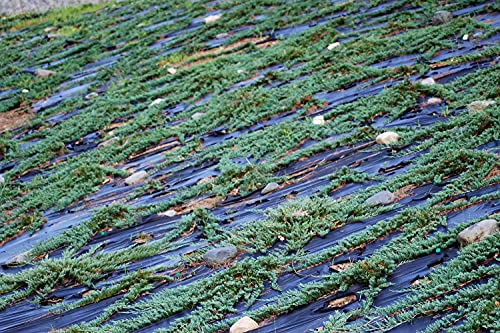Blue Rug Juniper | 3 Live Gallon Size Plants | Juniperus Horizontalis 'Wiltonii' | Drought Tolerant Cold Hardy Evergreen Groundcover