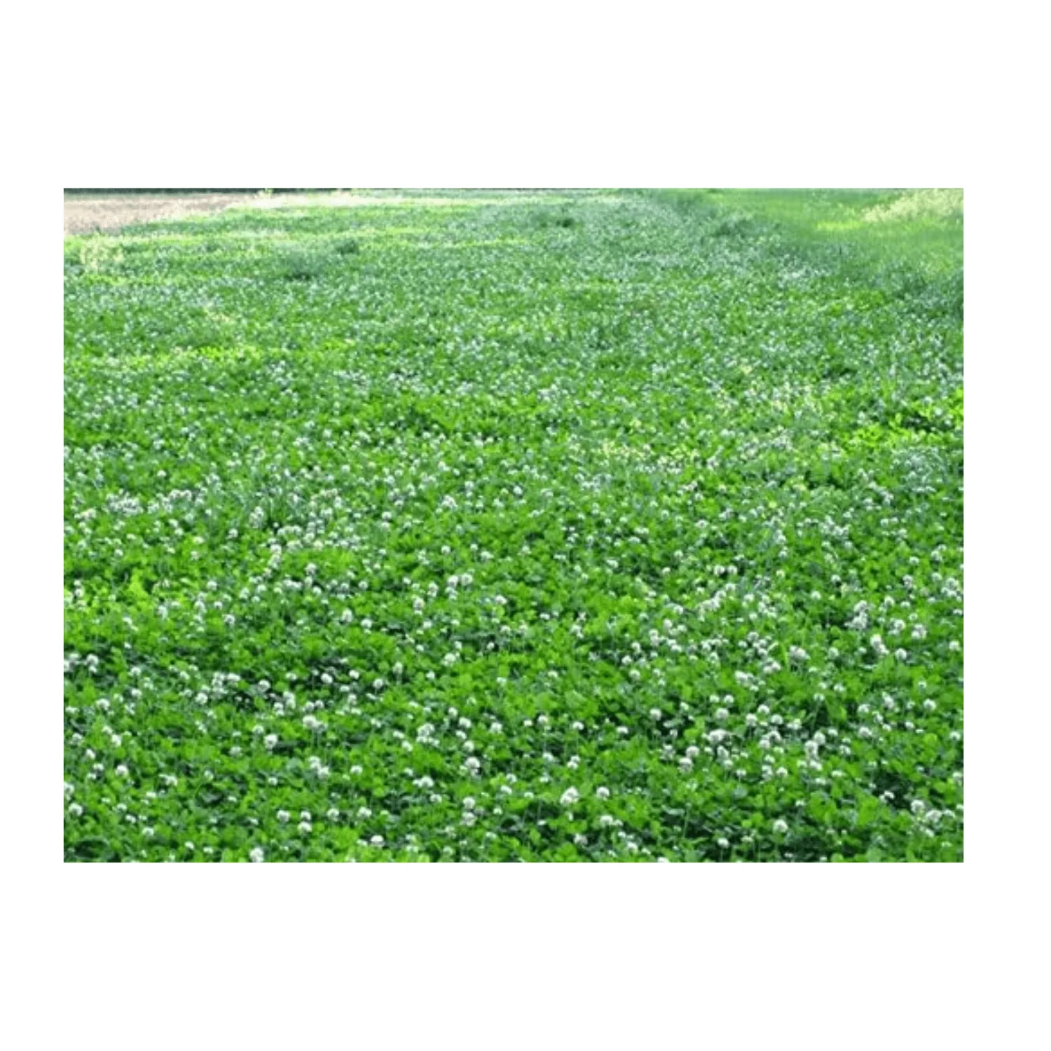 Pennington Durana Perennial White Clover Grass Seed,  25lb
