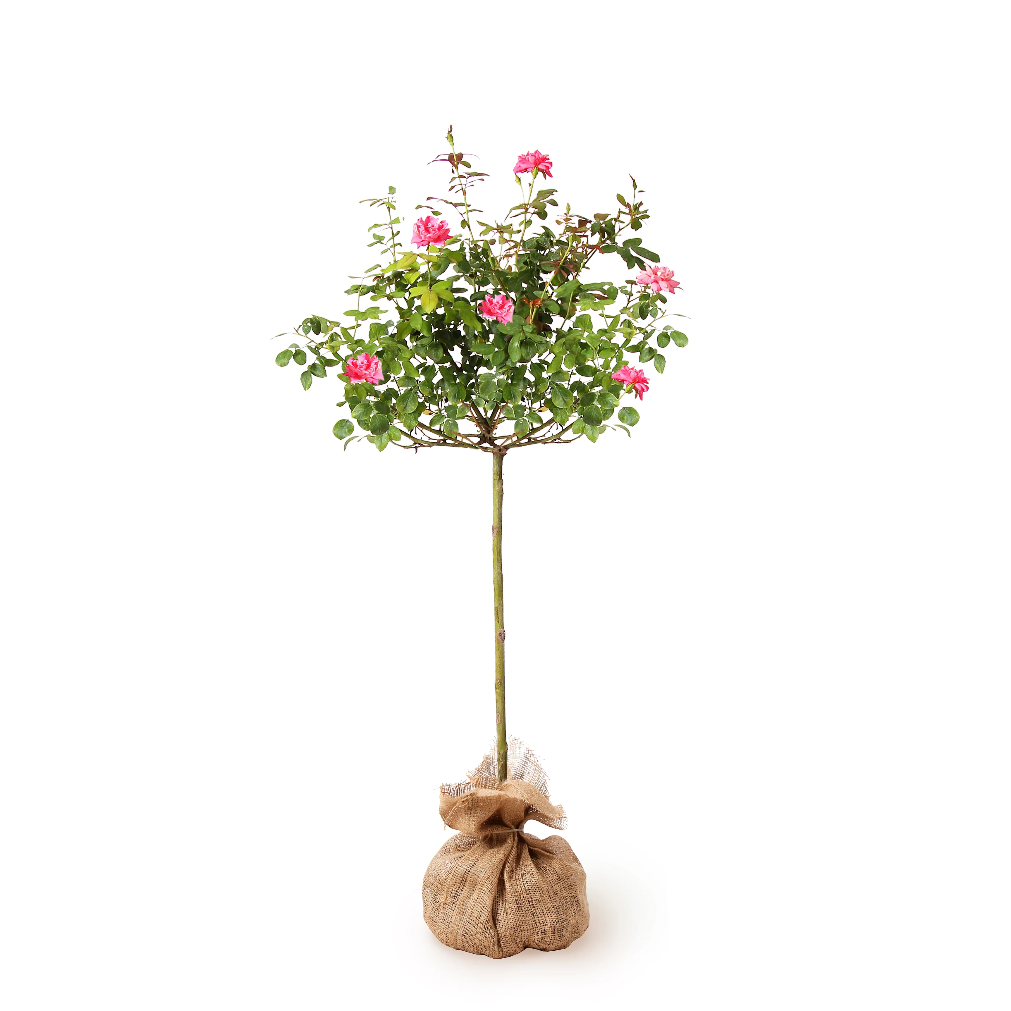 Brighter Blooms - Pink Knock Out Rose Tree, 2-3 ft. - No Shipping to AZ
