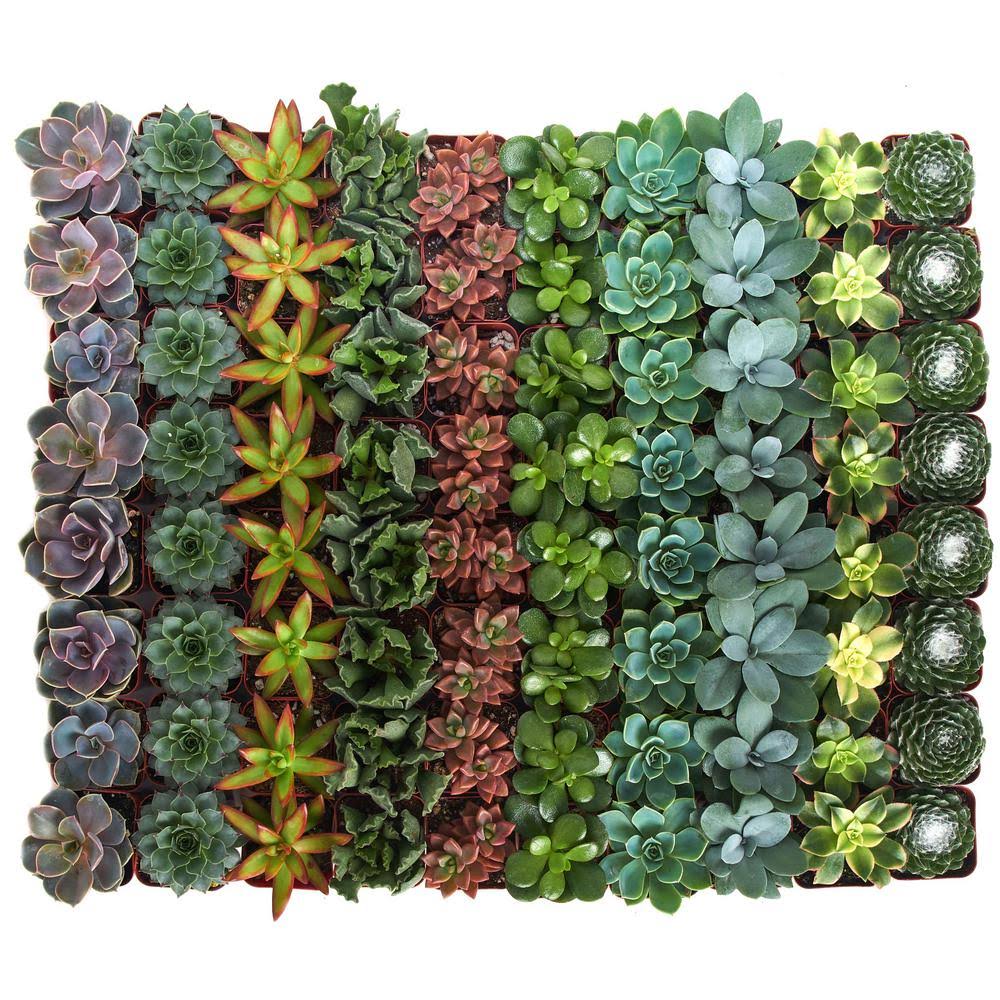 Shop Succulents 2 in. Assorted Succulent (Collection of 64)