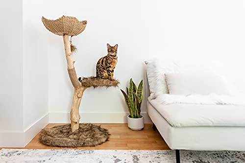 Wooden Cat Climbing Tree Tower, Modern Single Branch Cat Condo, Wood, Cat Lover Furniture Gift by MAU LIFESTYLE (Alpine White)