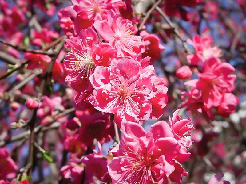 Pink Cascade Weeping Peach #5 Container