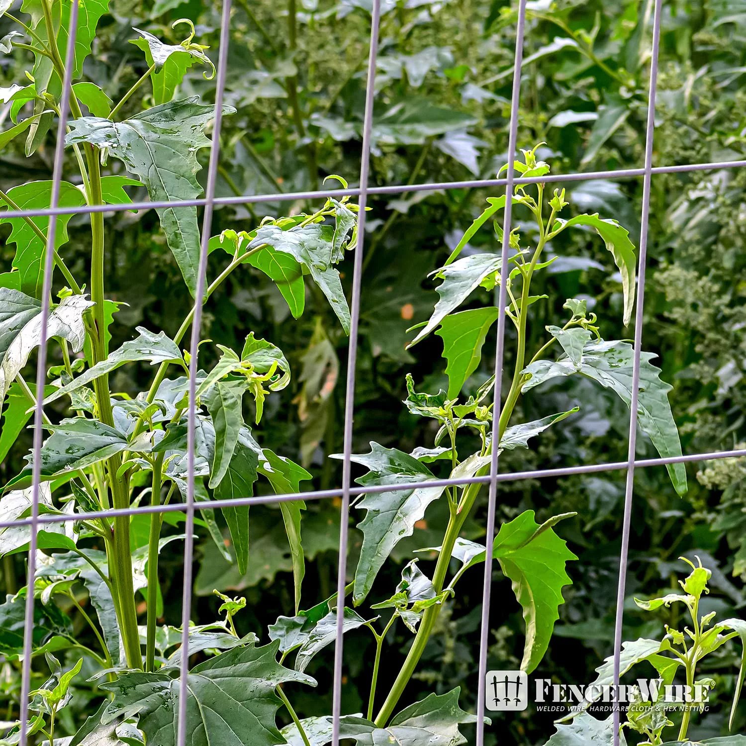 Fencer Wire 14 Gauge Galvanized Welded Wire Fence, 2" x 4" Mesh Opening for Vegetables, Garden Fruits & Animals Enclosure - Curated Treasures Market
