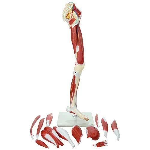 Axis Scientific Leg Model | Muscle Anatomy Model Has 12 Removable Leg Muscles | Muscle Model Details Muscles, Arteries u0026 Vei