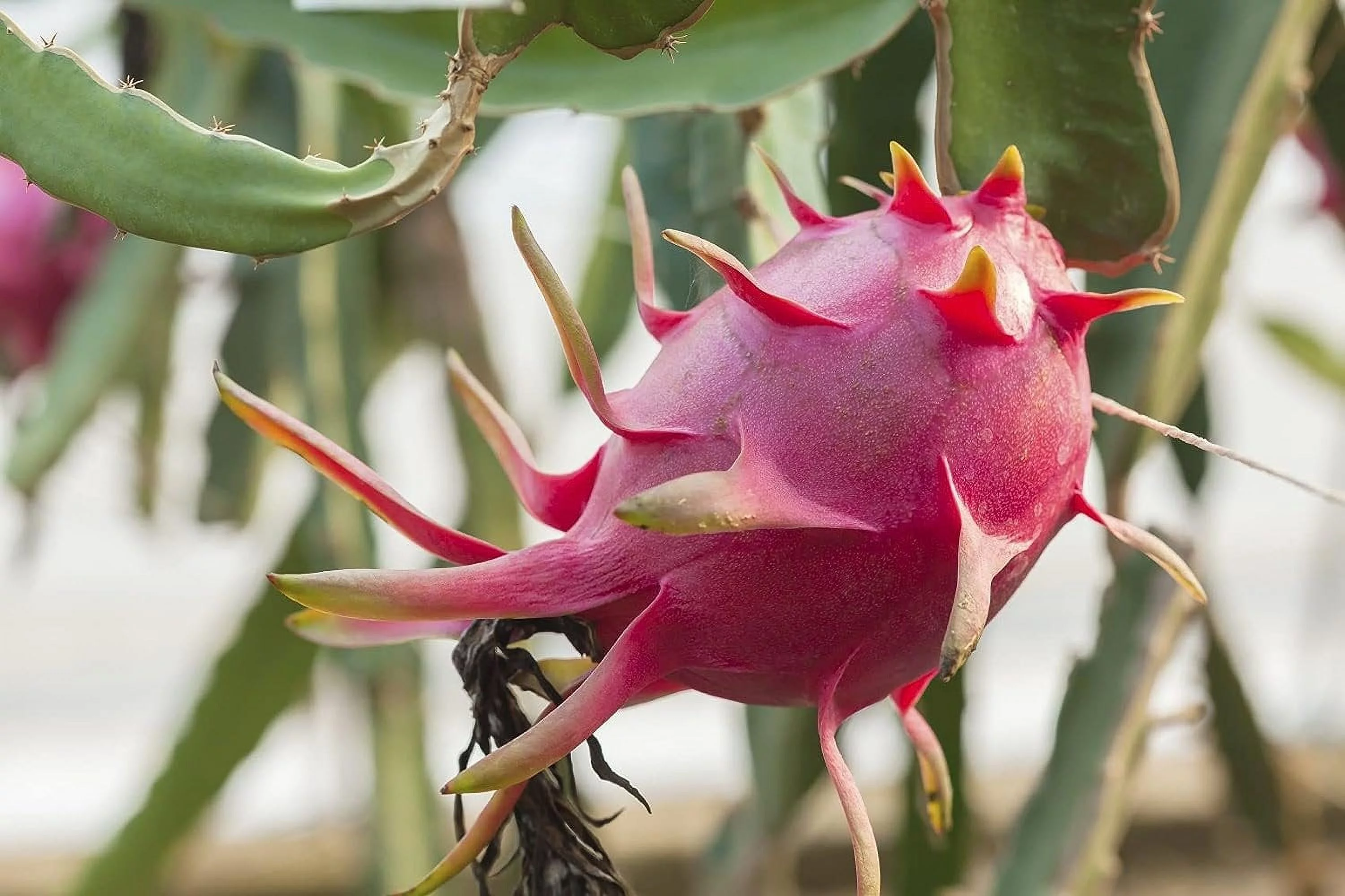 Dragon Fruit Tree - Live Plant in a 6 Inch Pot - Hylocereous Undatus - Edible Tropical Fruit Plant from Florida - Curated Treasures Market