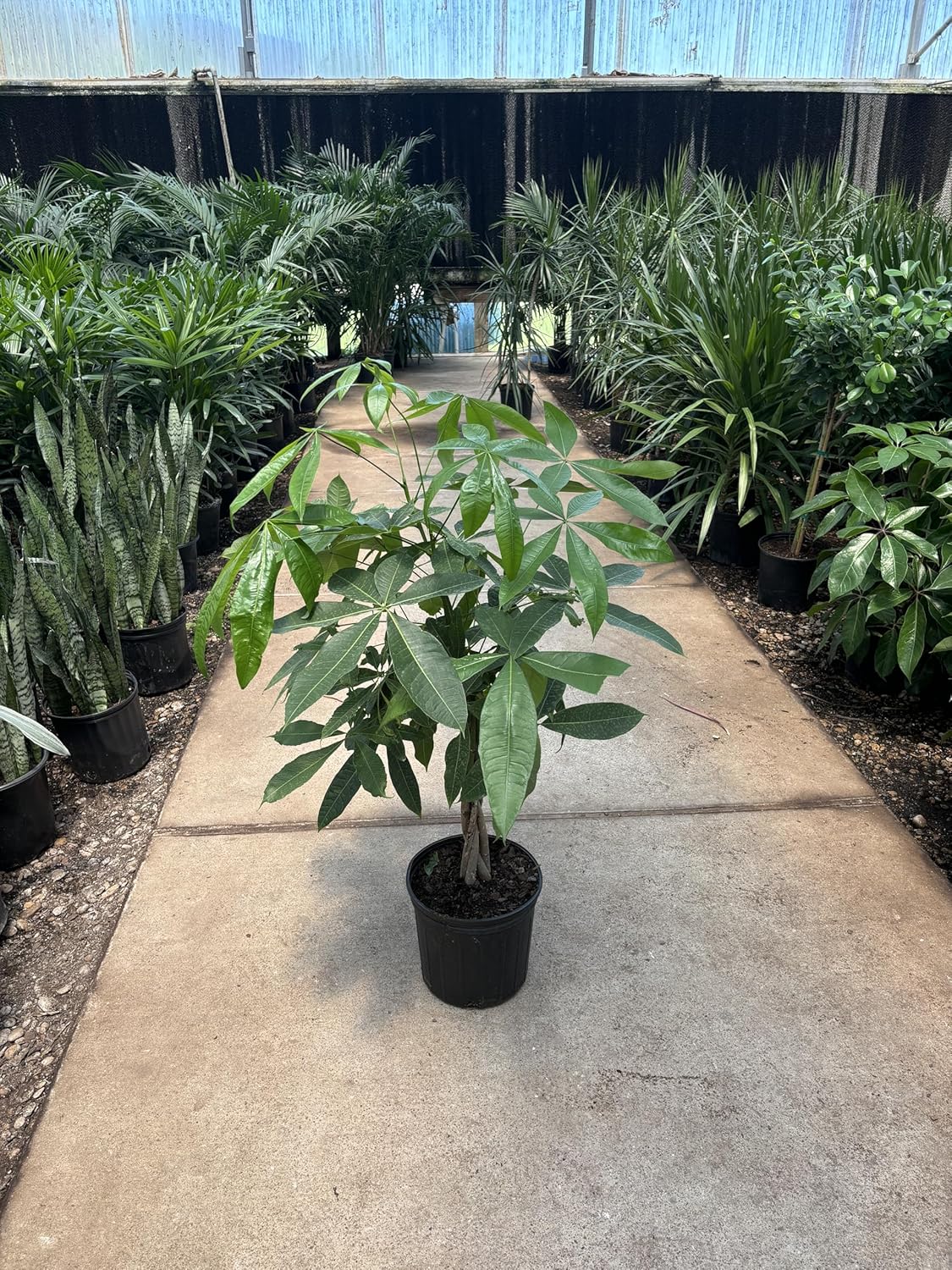 Money Tree (3-4 Feet), Indoor House Plant for Prosperity and Air Purification, Low Light Plant, Easy to Maintain, Great for Living Room Decor