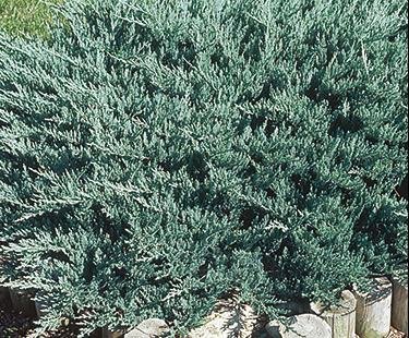 Blue Sargent Juniper - 30 Live Ground Cover Plants - Drought Tolerant Evergreen